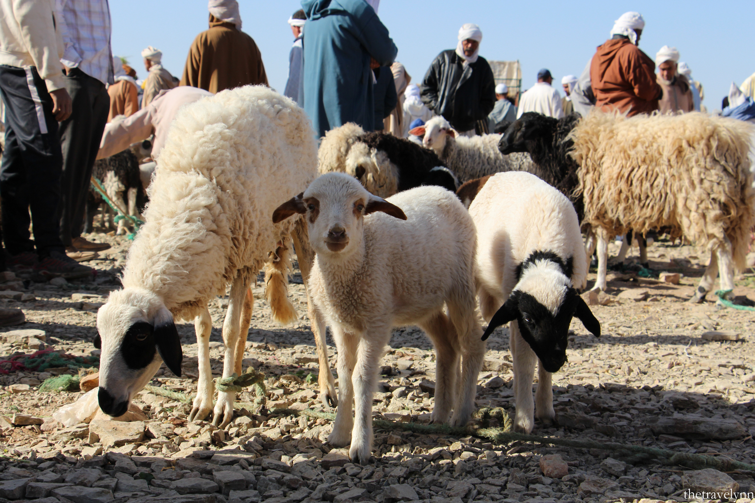 Berber Sheep